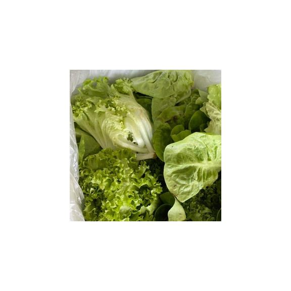 무농약 유럽샐러드 유러피안 1kg 로메인상추 카이피라 버터헤드 등 모듬샐러드채소