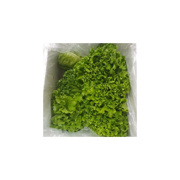 무농약 유럽샐러드 유러피안 1kg 로메인상추 카이피라 버터헤드 등 모듬샐러드채소