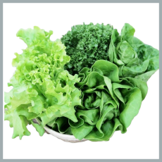 무농약 유럽샐러드 유러피안 1kg 로메인상추 카이피라 버터헤드 등 모듬샐러드채소